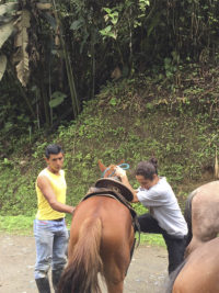 Horseback Riding, El Monte Sustainable Lodge, Mindo