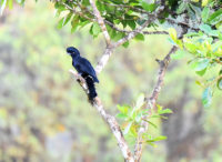 Long Wattled Umbrella Bird, El Monte Sustainable Lodge, Mindo