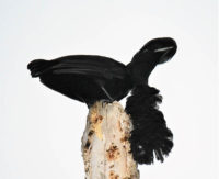 Long-Wattled Umbrella Bird, El Monte Sustainable Lodge, Mindo