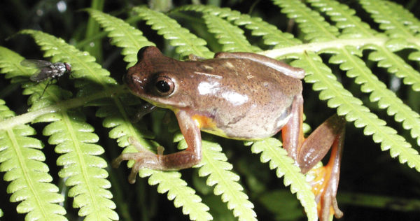 Tree frog, Hypsiboans dendrophilis, El Monte Sustainable Lodge