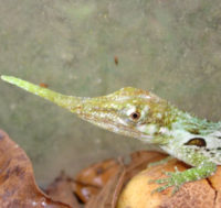 Anole proboscis, Pinocchio Lizard, Mindo Ecuador, El Monte Sustainable Lodge