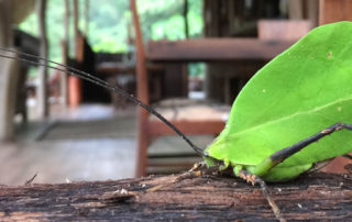 Leaf Mimic Katydid, El Monte Sustainable Lodge, Mindo Ecuador